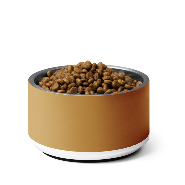 Classic stylish champagne gold stainless steel dog bowl with nonslip base on white background