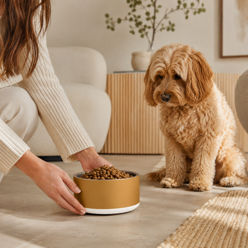 Classic Dog Bowl Stainless Steel - Champagne Gold 18 oz