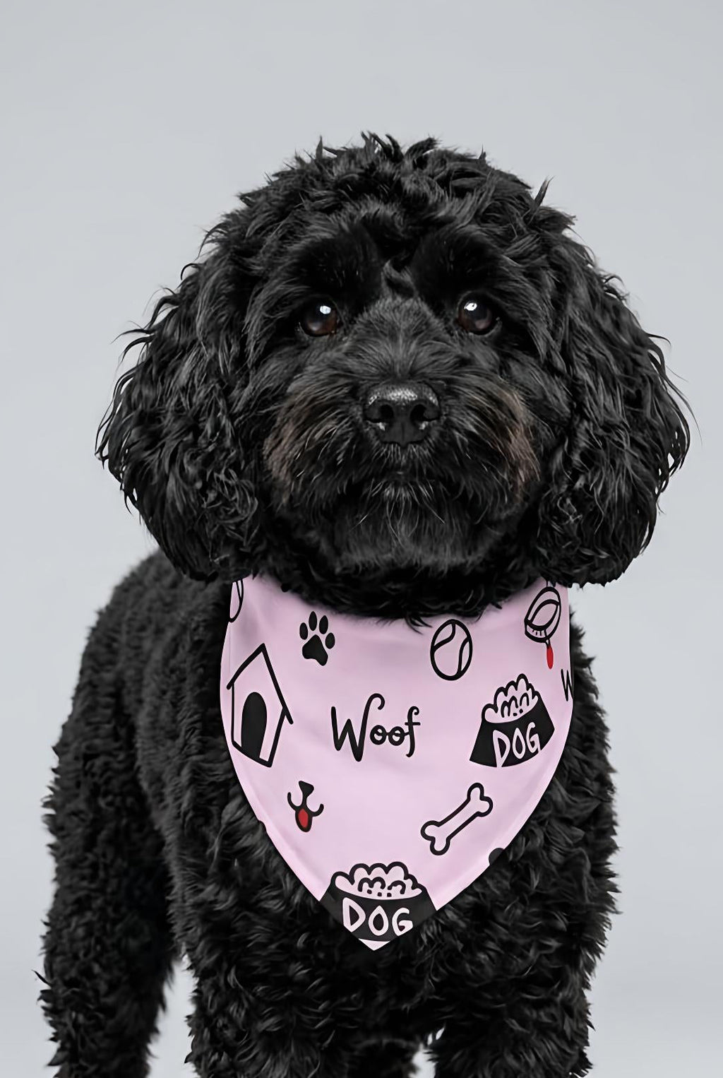 Black dog wearing a pink collar with text and graphics on a gray background
