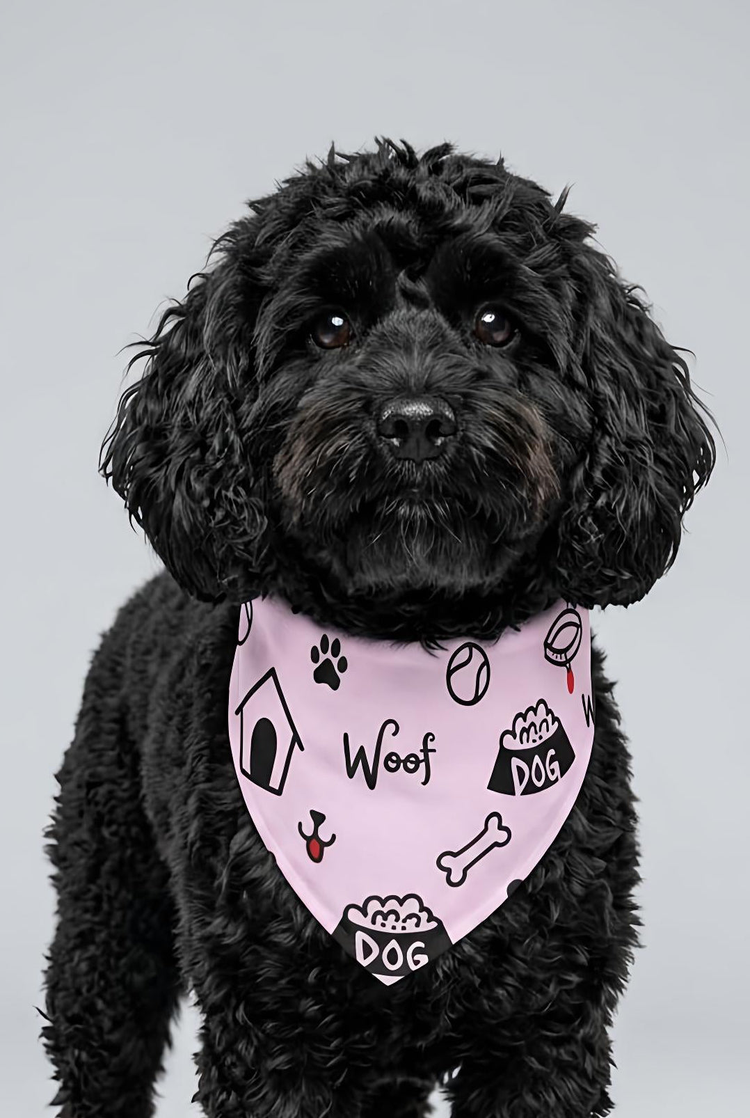Black dog wearing a pink collar with text and graphics on a gray background