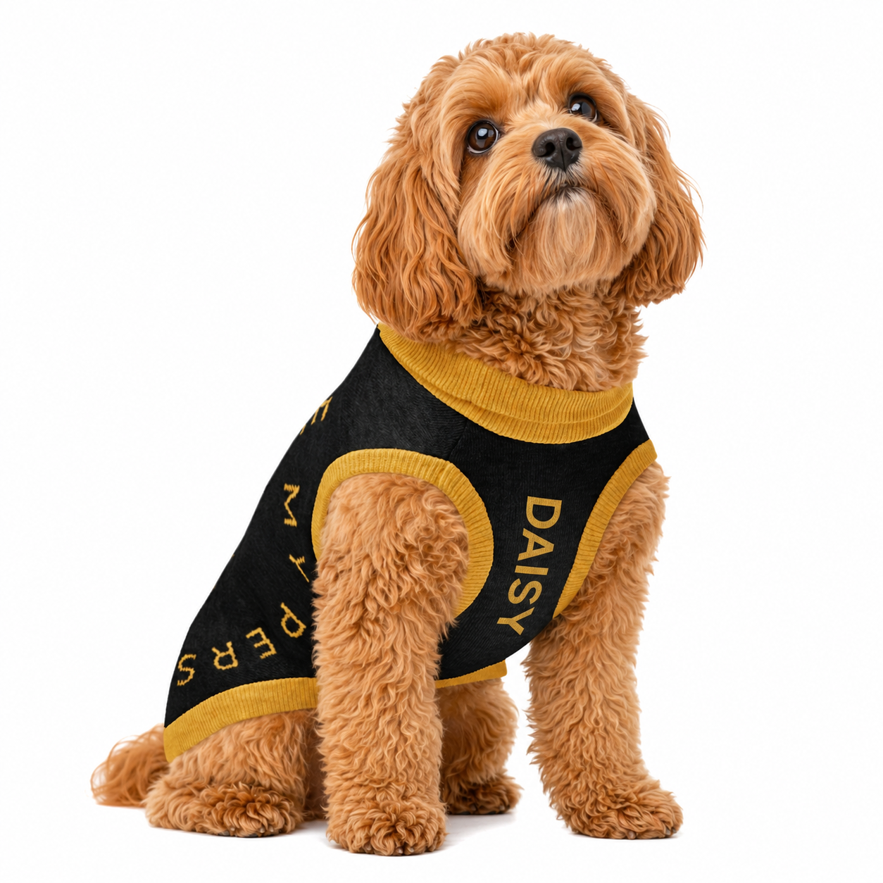 Dog wearing a black and gold sweater with 'DAISY' printed on it, on a white background