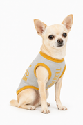 Small dog wearing a gray and gold Spoiled Rotten personalized dog sweater by Uncommon Canine Couture Co.