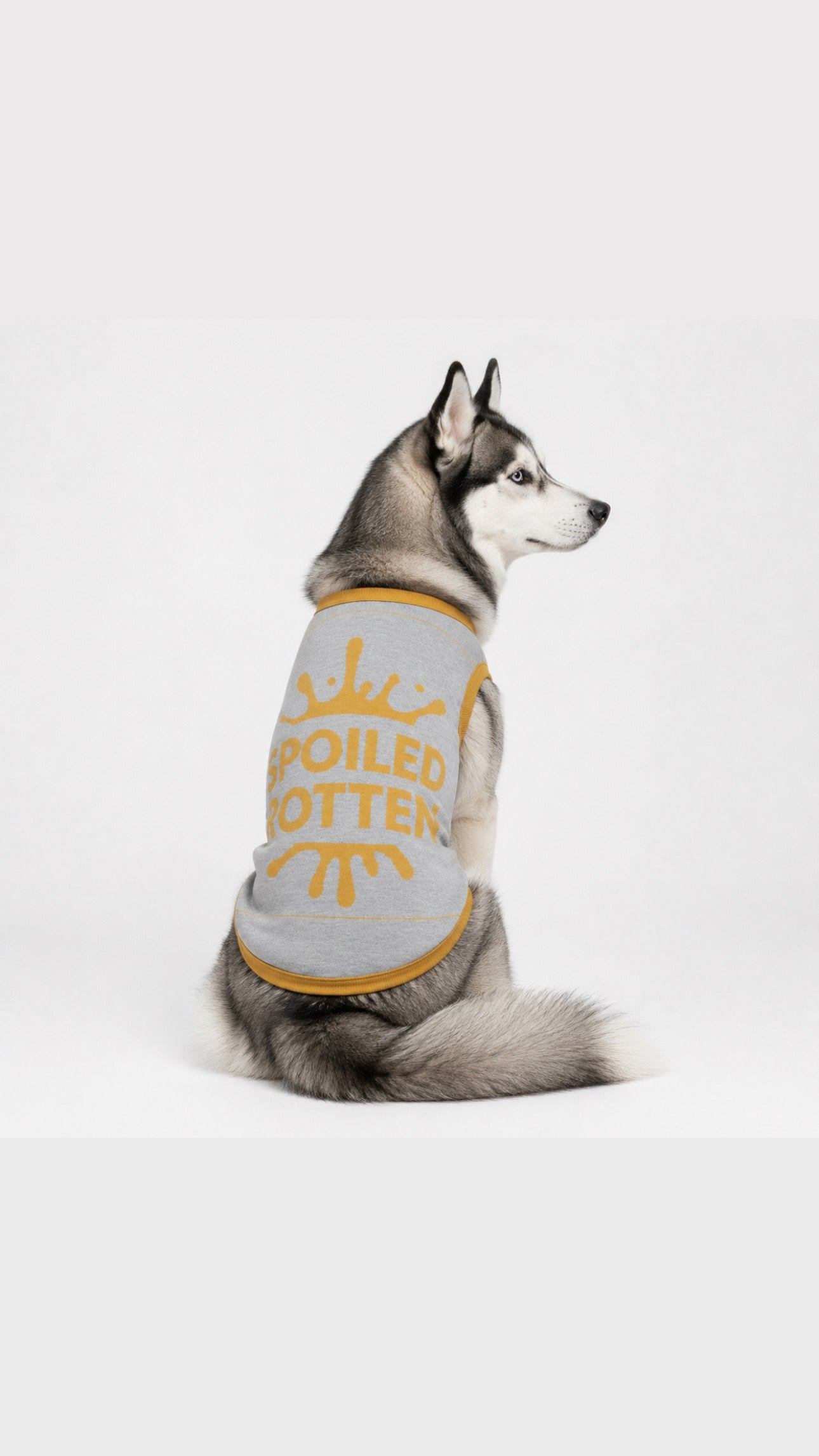 Personalized Dog sweater, Gray and Gold, “SPOILED ROTTEN” 2xs - 2xl