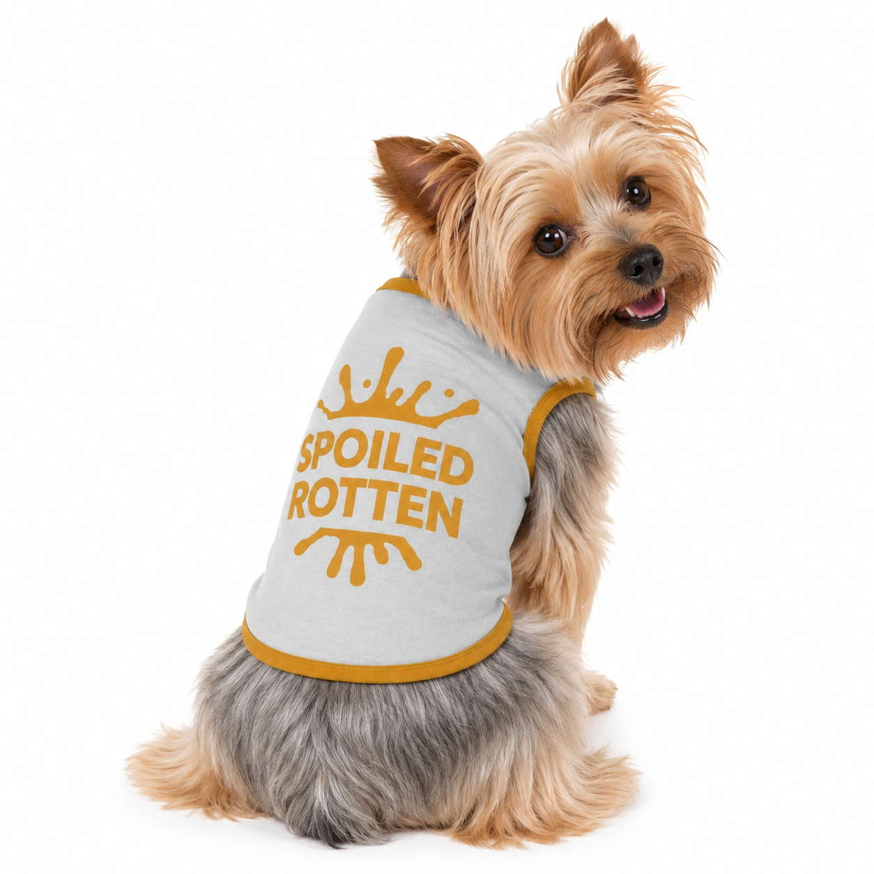 Personalized back facing gray and gold sweater with "Spoiled Rotten" printed on the back, worn by a Yorkie. 