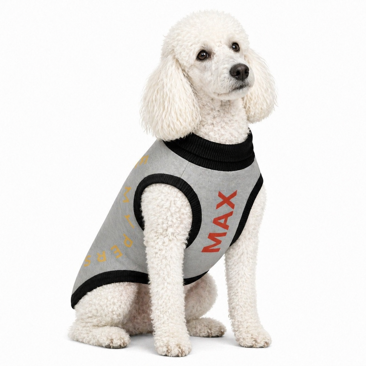 White dog wearing a gray sweater with 'MAX' printed on it against a white background