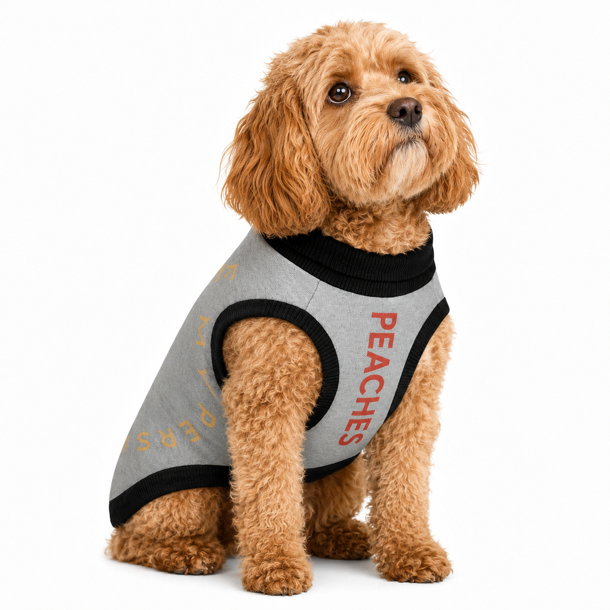 Dog wearing a gray harness with text on a white background
