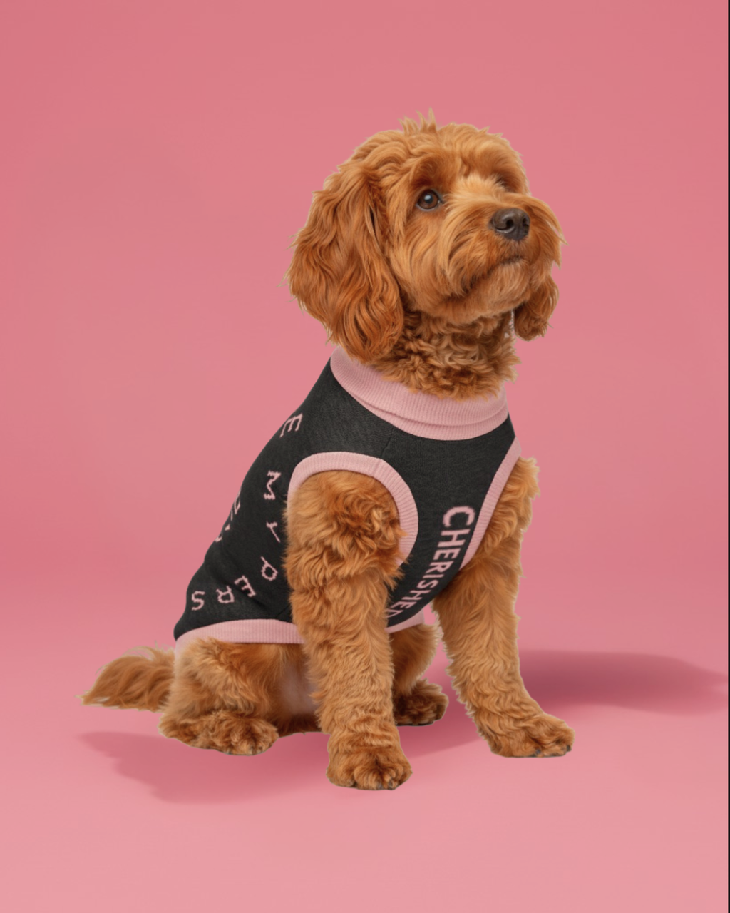 Dog wearing a black &pink sweater with 'Cherished' text front, ‘you are my person ‘text back on a pink background.