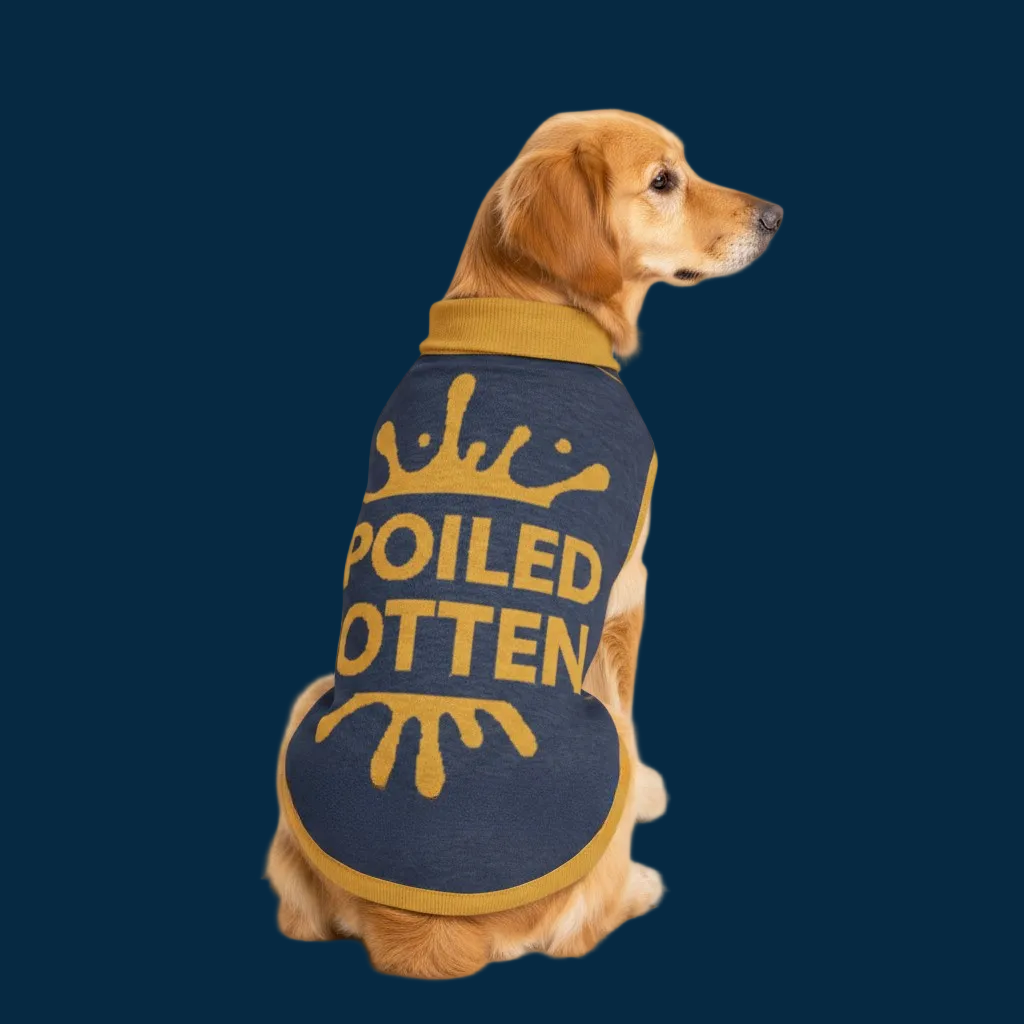 Personalized Dog sweater, Blue and Gold, “SPOILED ROTTEN” 2xs - 2xl