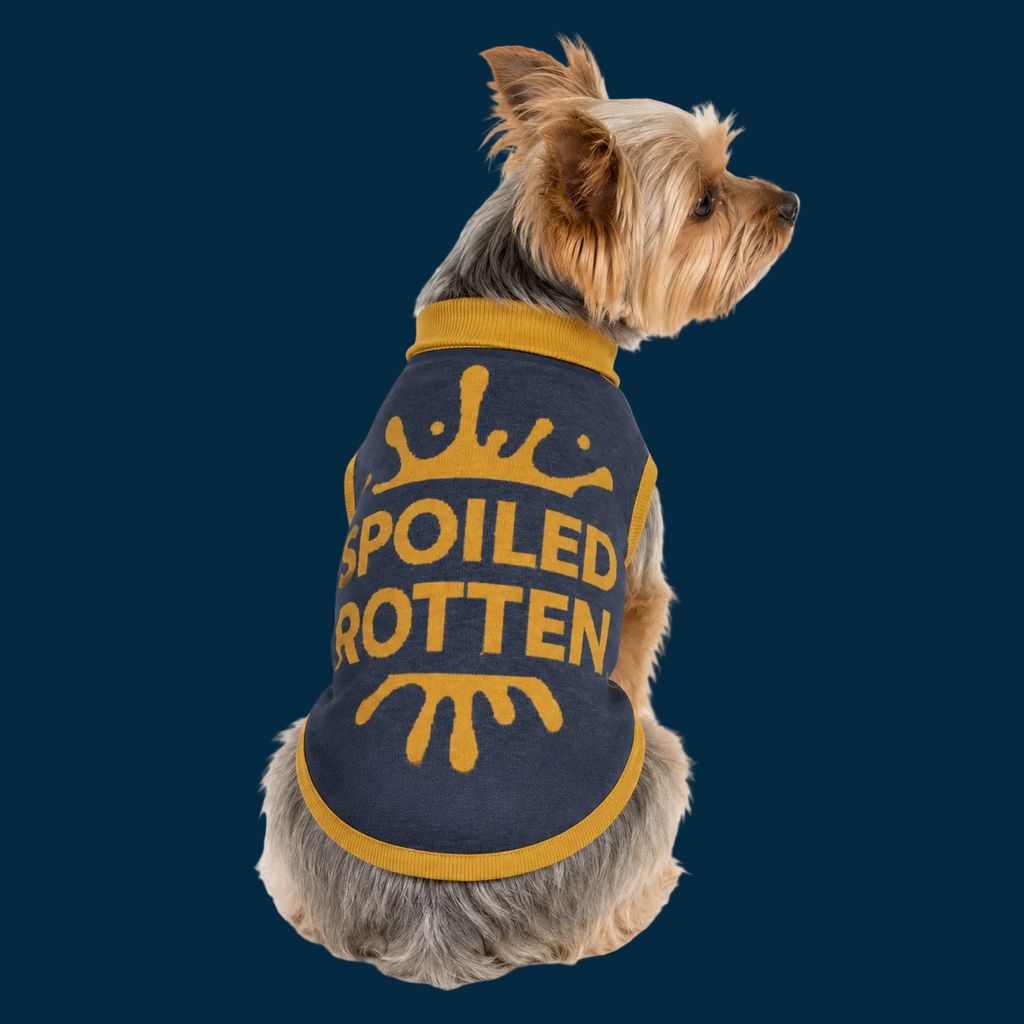 Personalized back-facing knit blue and gold sweater with "Spoiled Rotten" printed on the back