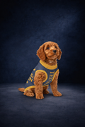 Personalized Dog sweater, Blue and Gold, Splashes with “SPOILED ROTTEN”, M, L, XL