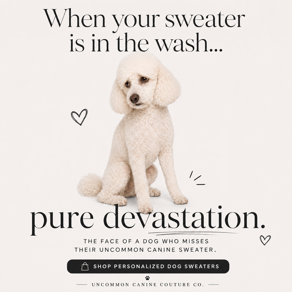 Product card dog suffers from pure devastation her personalized sweater is in the washer. Color, power and black. 