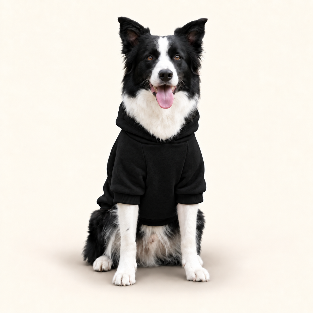 A Hoodie worn by a black and white Border Collie, front facing sitting against a solid off-white background.