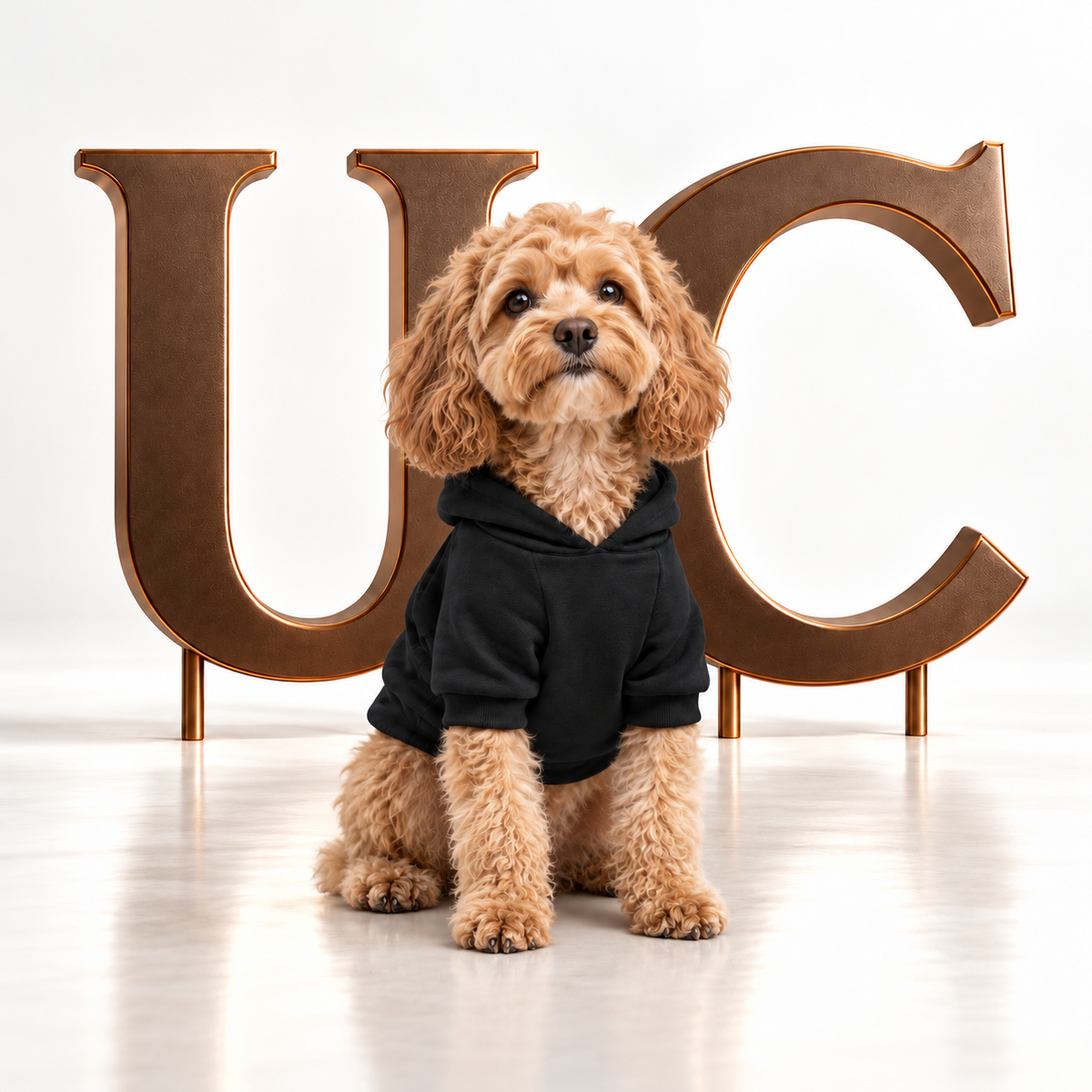 Uncommon Signature UC Monogram Dog Hoodie the Cavapoo front facing in a luxury studio setting with oversized bronze UC letters.