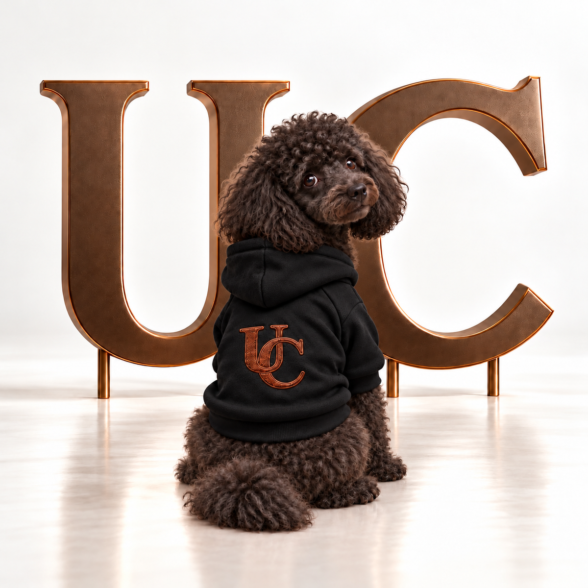 A black poodle wearing a Uncommon Signature UC Monogram Dog Hoodie displayed in a luxury studio setting with oversized bronze UC letters.