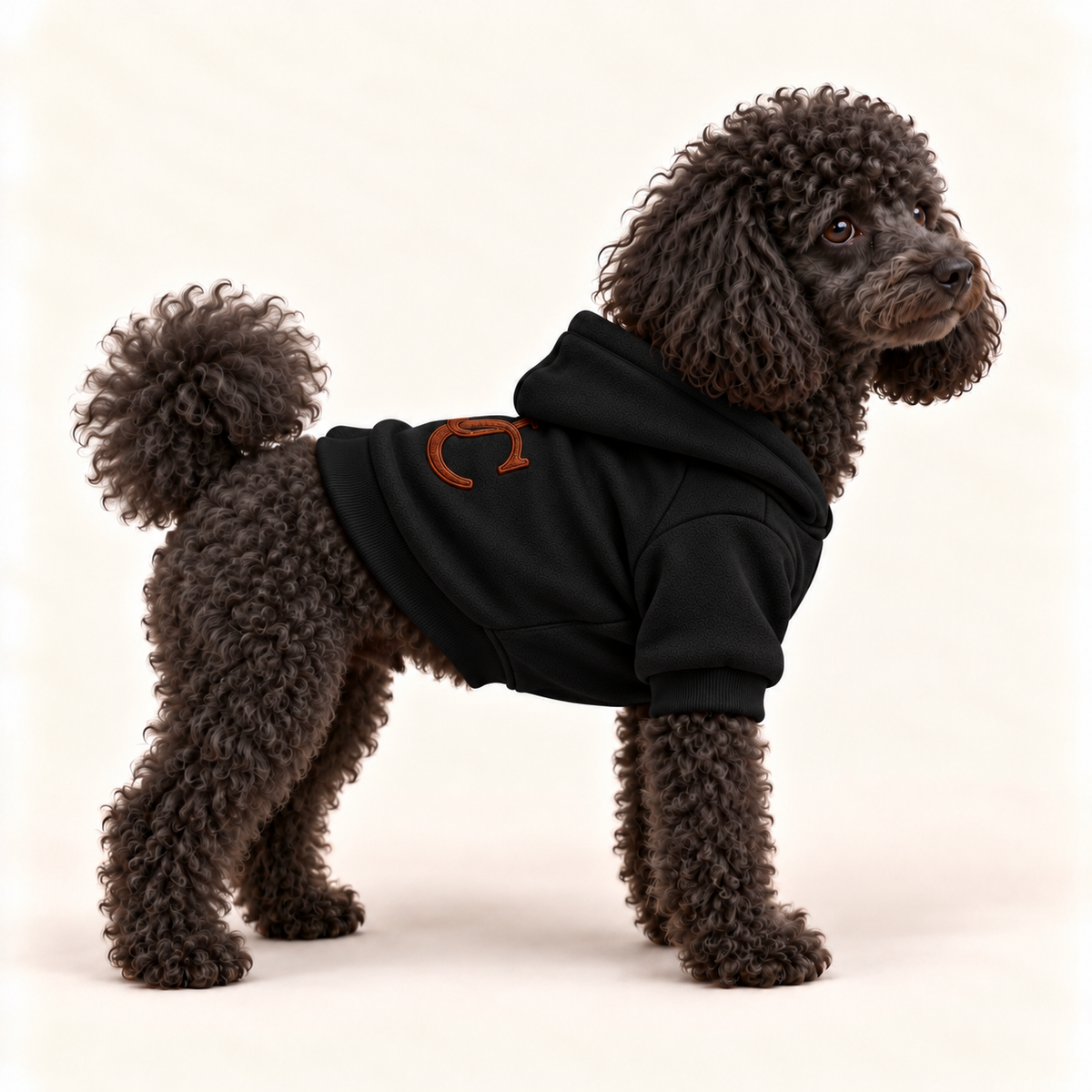 A dark brown curly-haired dog wearing a black pet hoodie with a small brown graphic on the back, standing against a plain off-white studio background.