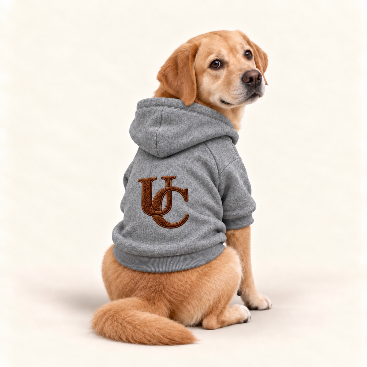 A yellow Labrador wearing a signature gray  dog hoodie with the exclusive brown UC monogram on the back.