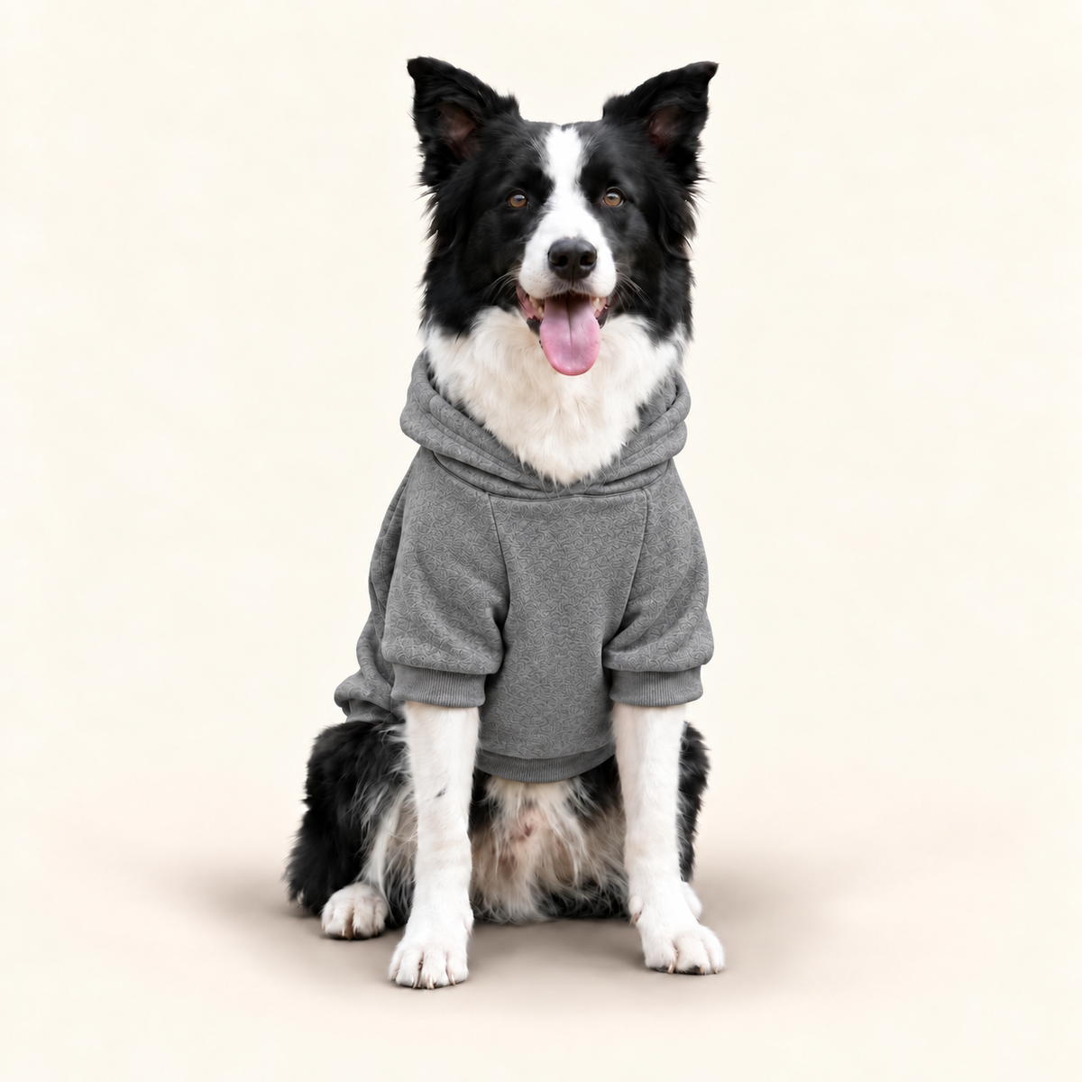 A black and white Border Collie dog wearing a gray dog hoodie, sitting against a solid white background.