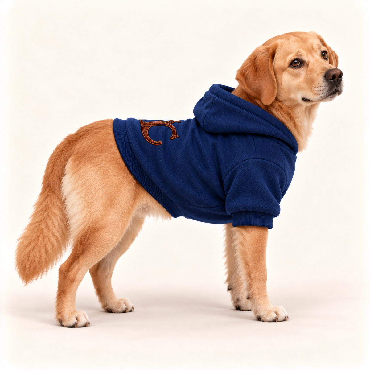 A golden retriever dog wearing a team royal dog hoodie with a brown embroidered letter 'UC' on the back, standing against a plain off-white studio background.