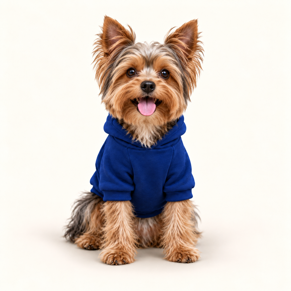 A small Yorkshire Terrier dog wearing a royal blue hoodie sits centered against a clean, off-white studio background.