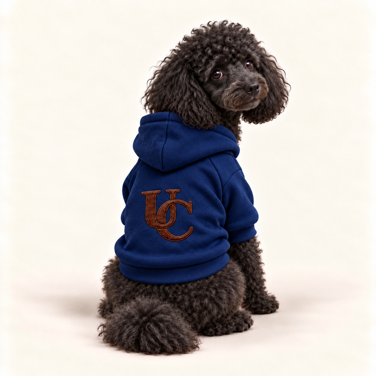 A poodle wearing a navy-blue hoodie with a brown embroidered 'UC' logo on the back, photographed against a plain off-white background.