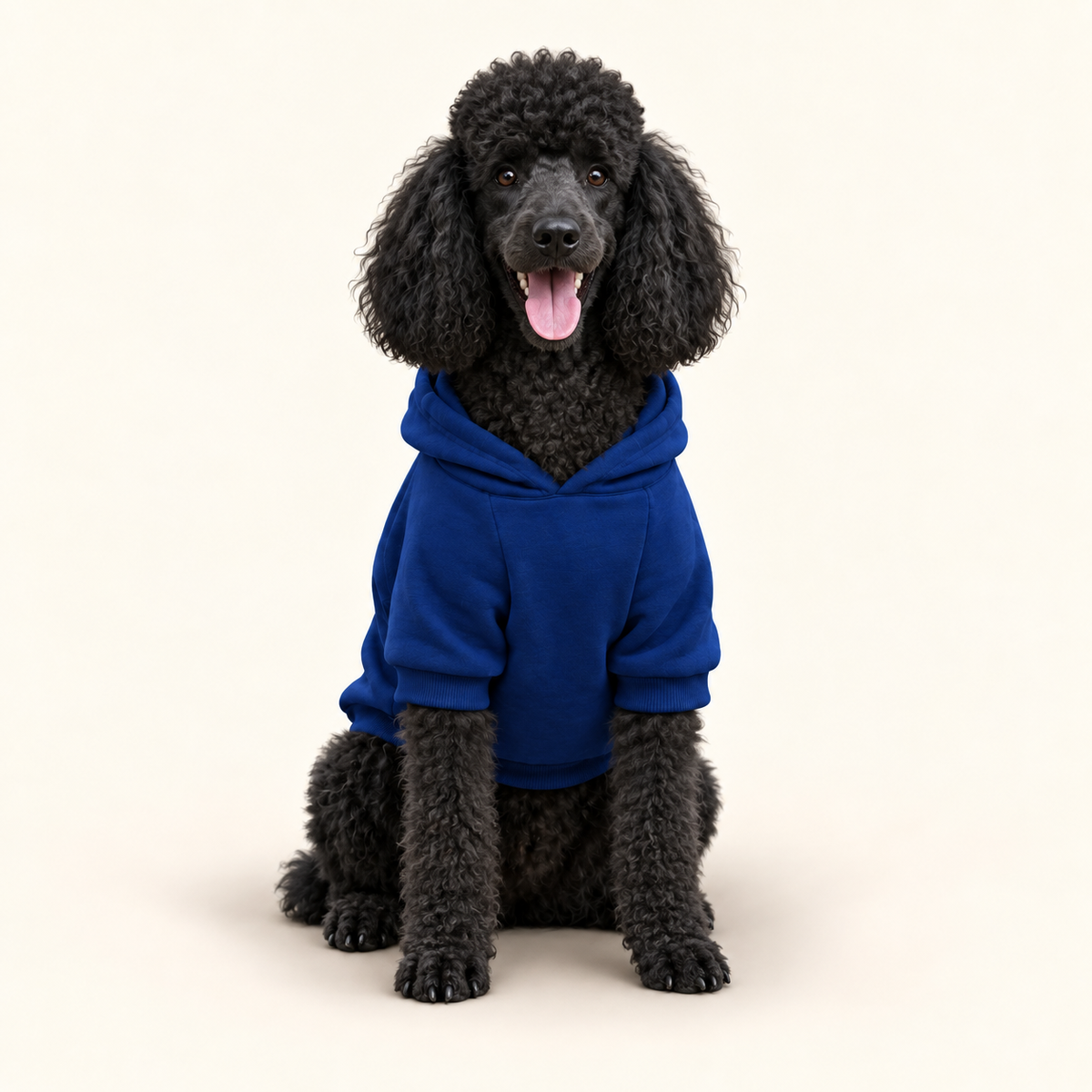 A black poodle wearing a royal blue dog hoodie, front facing sitting against a solid off-white background.
