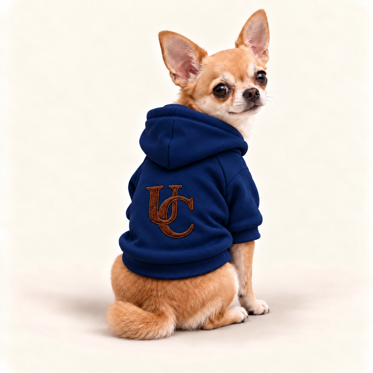 A Chihuahua wearing a signature blue dog hoodie with the exclusive brown UC monogram on the back.