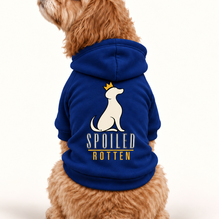 A close-up of a dog wearing a royal blue hoodie with a white dog silhouette, a small gold crown, and the words 'SPOILED ROTTEN' on the back.