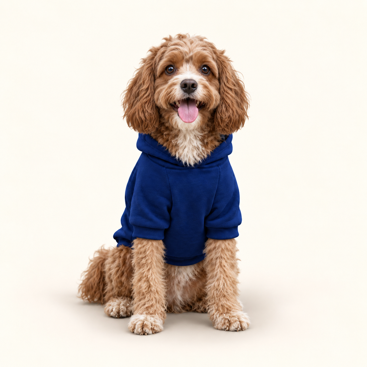 A close-up cavapoo wearing a navy blue hoodie, sitting against a solid off-white background.