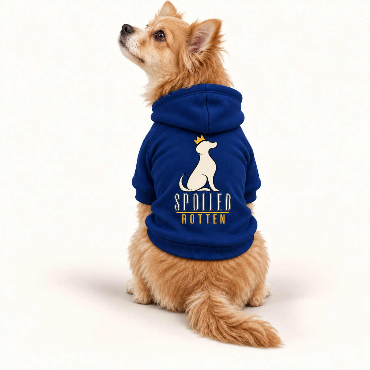 A small fluffy dog wearing a royal blue hoodie with a white dog silhouette, a small gold crown, and the words 'SPOILED ROTTEN'.