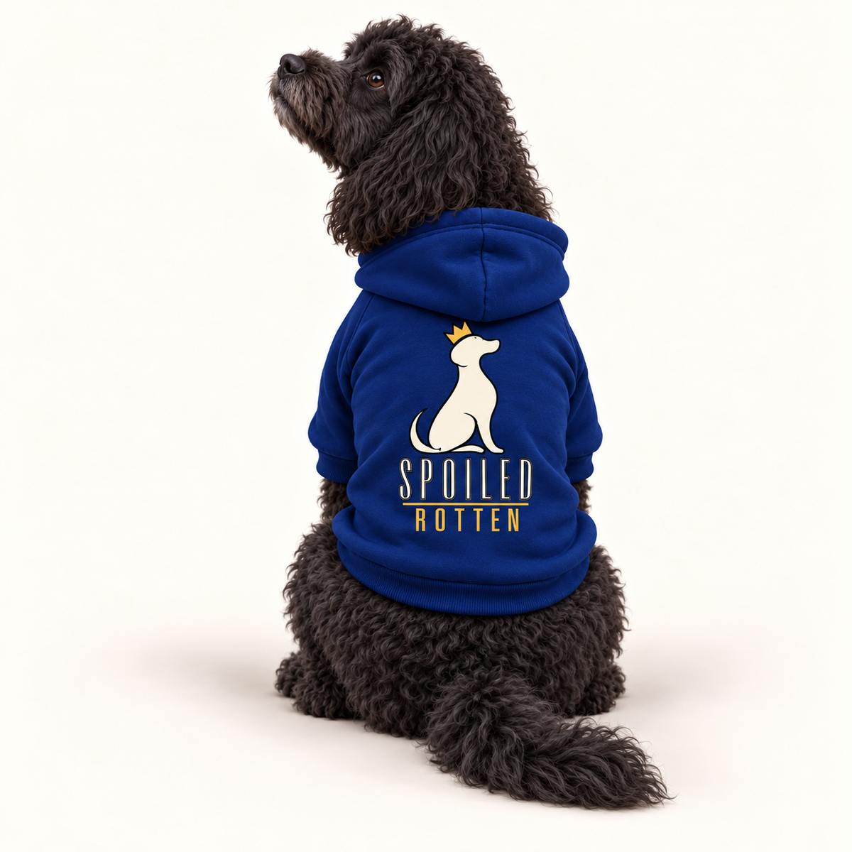 A medium black dog wearing a royal blue hoodie with a white and gold 'SPOILED ROTTEN' graphic, photographed against a clean white studio background.