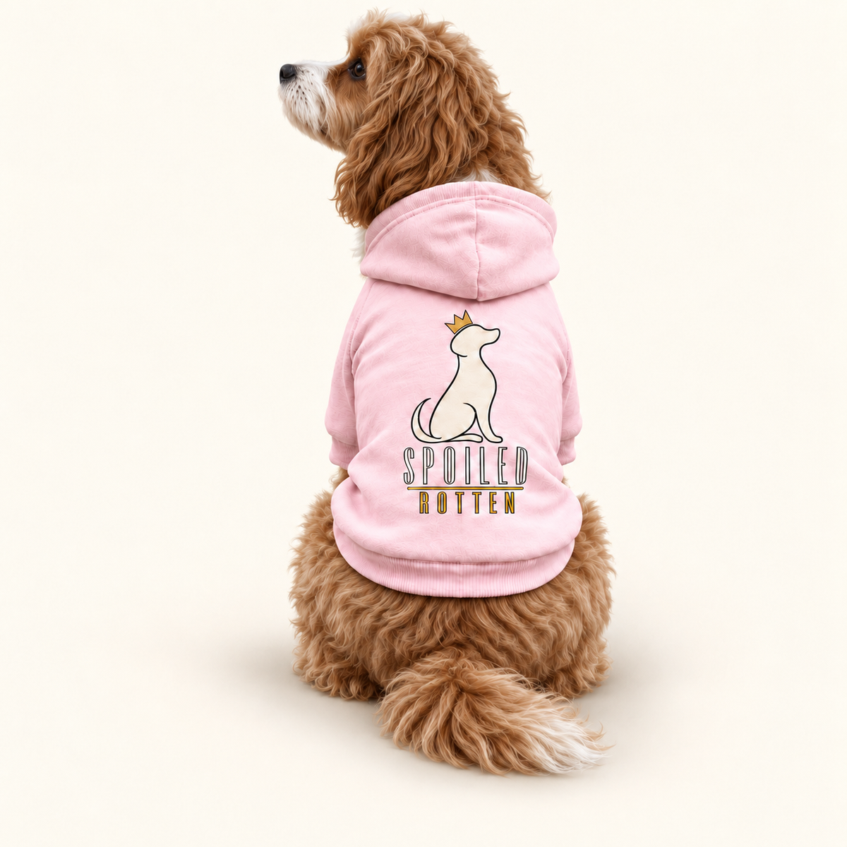 A Cavapoo wearing a pink hoodie with a white dog graphic and the text 'SPOILED ROTTEN' on the back, white background