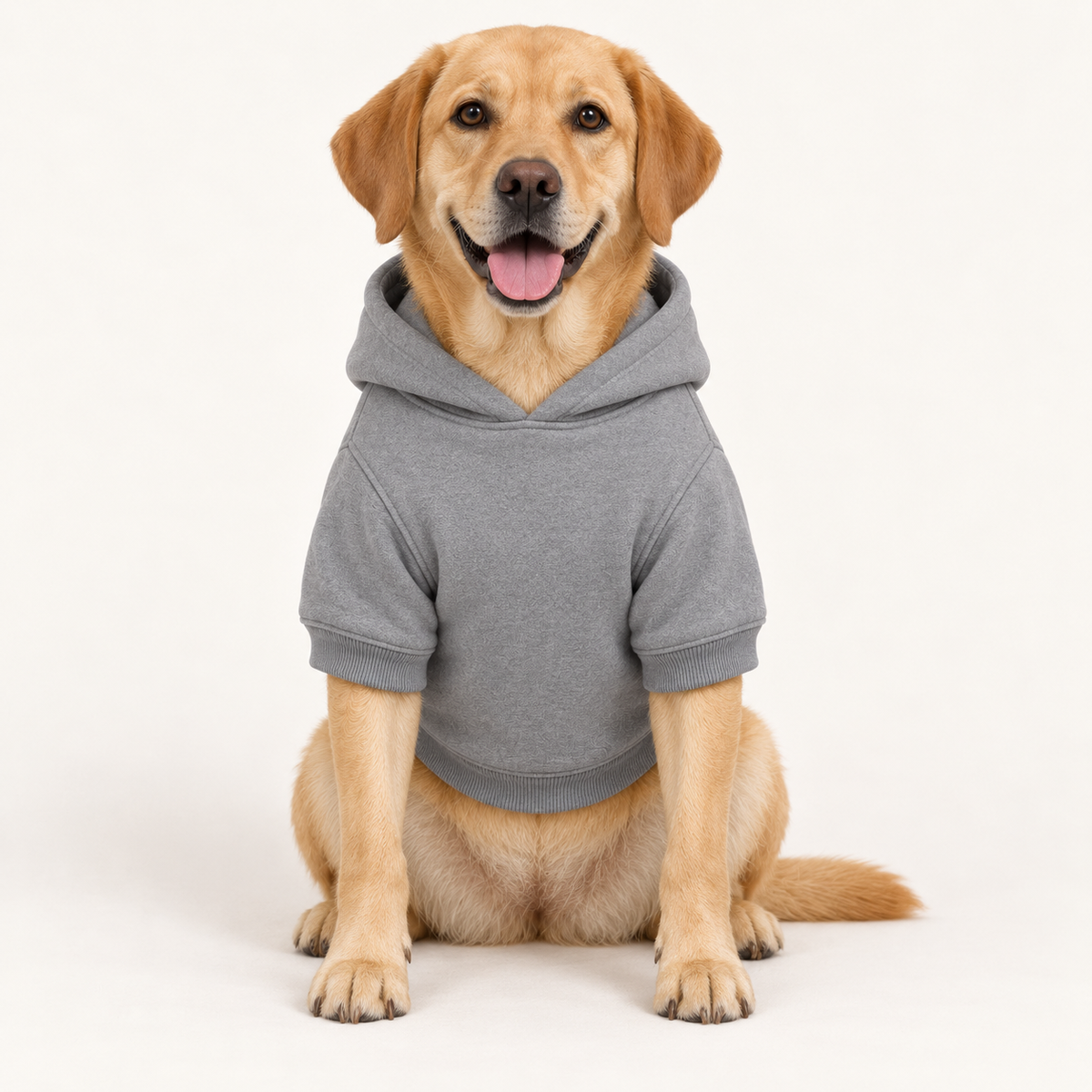 A golden retriever dog sitting and wearing a gray short-sleeve dog hoodie against a plain white studio background.
