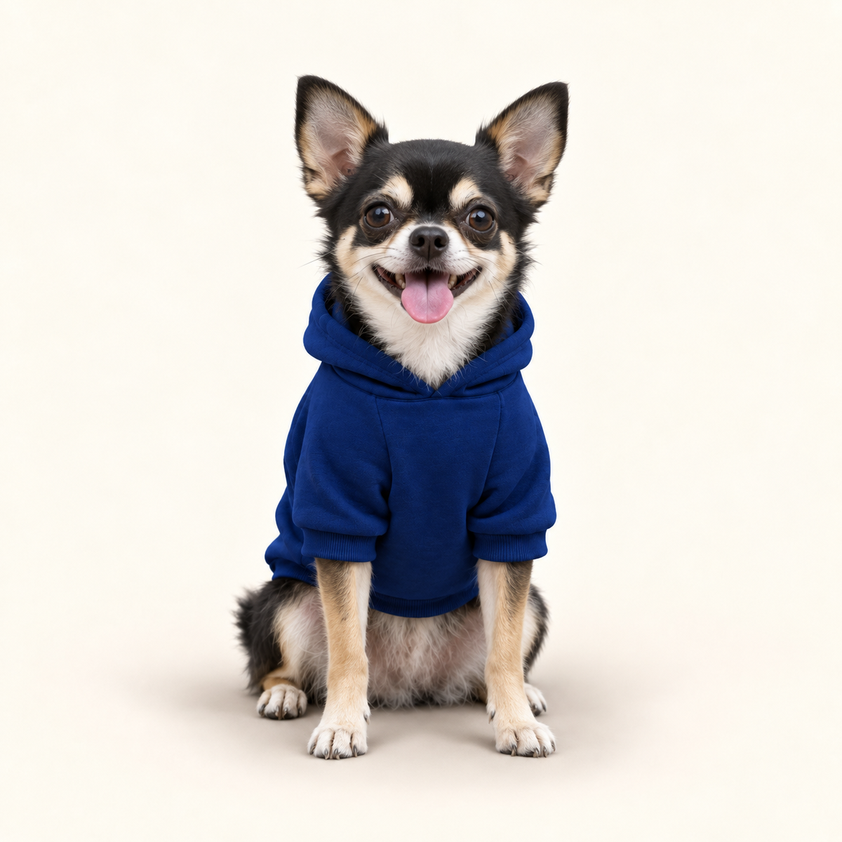 A chihuahua wearing a front navy cotton hoodie against a white background.